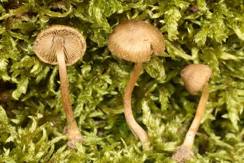 Inocybe ventricosa