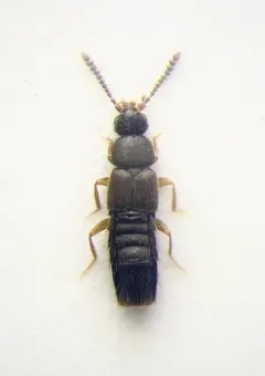 Atheta chartersensis thumbnail 2