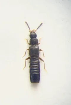 Leptusa carolinensis thumbnail 2