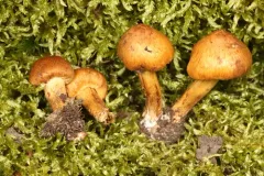 Inocybe subochracea thumbnail 3