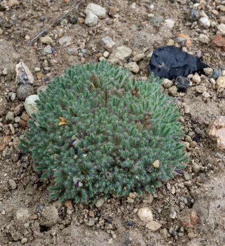 lilliput lupine