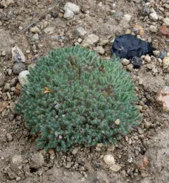 lilliput lupine thumbnail 1