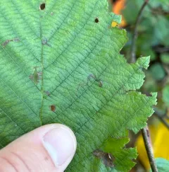 Stigmella corylifoliella thumbnail 4