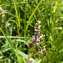 swamp smartweed thumbnail 4