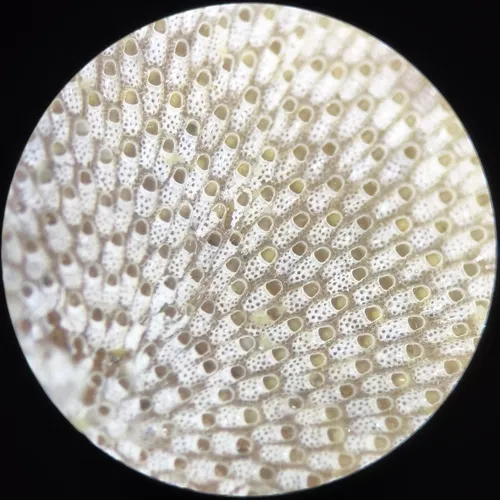 Keyhole Bryozoan