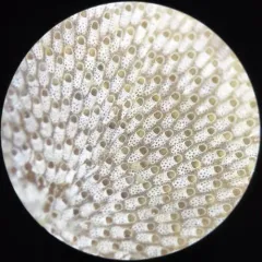 Keyhole Bryozoan thumbnail 1