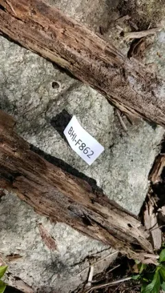 Arachnopeziza aurata thumbnail 2