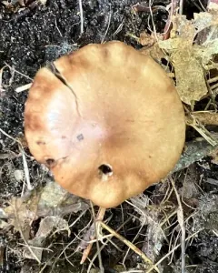Cortinarius distans thumbnail 2