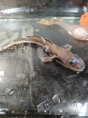 Doubleline Eelpout