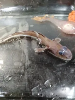 Doubleline Eelpout thumbnail 1