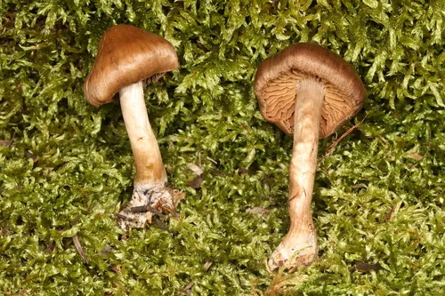 Cortinarius fillionii