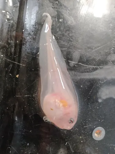 Sea Tadpole
