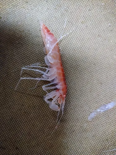 Eusirus holmii