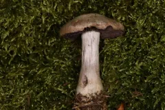 Cortinarius odoritraganus thumbnail 3
