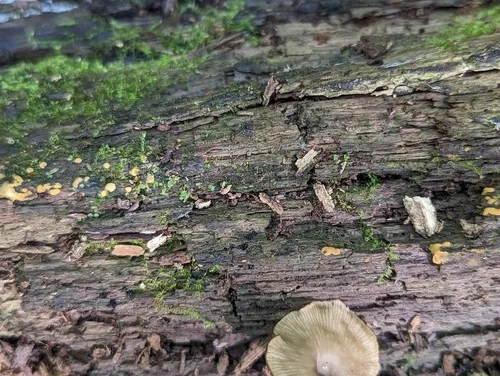 Sphaerosporium lignatile
