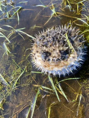 Longspined Porcupinefish