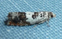 Epinotia nigralbana thumbnail 4