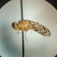 Euaresta aequalis thumbnail 2