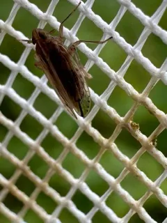 Stenocranus felti thumbnail 2