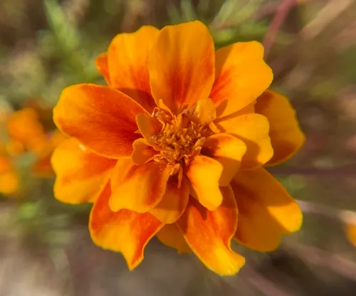 French marigold