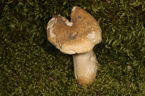 Russula burlinghamiae