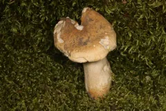Russula burlinghamiae thumbnail 1