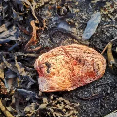 Scarlet Sea Cucumber thumbnail 4