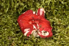 Russula pseudopeckii thumbnail 2