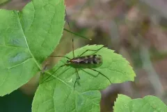 Metalimnobia hudsonica thumbnail 2