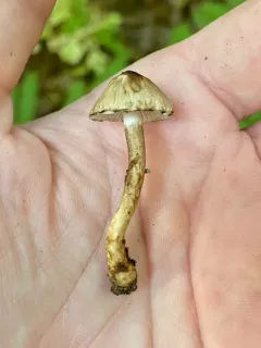 Inocybe fuscodisca thumbnail 2