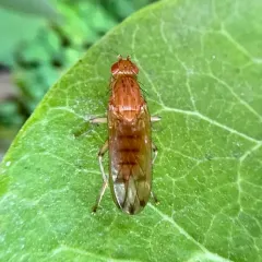 Amoebaleria helvola thumbnail 3