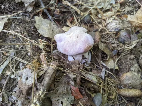 pale violet blewit