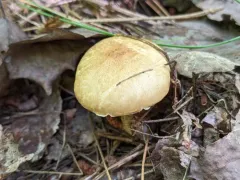 Suillus subalutaceus thumbnail 4