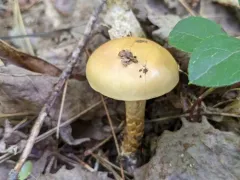 Cortinarius absarokensis thumbnail 3