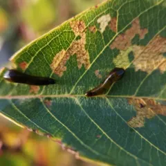 Cherry Slug Sawfly thumbnail 4