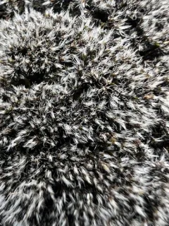 Grimmia Dry Rock Moss thumbnail 4