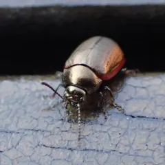 Chrysolina marginata thumbnail 4