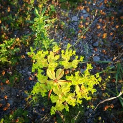 Sun spurge thumbnail 3