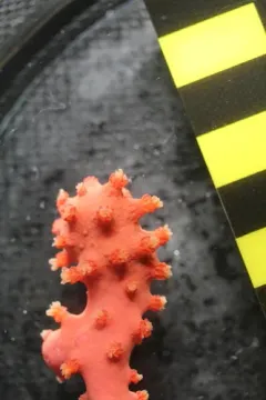 Bubble Gum Coral thumbnail 3