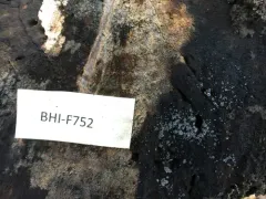 Phialocephala oblonga thumbnail 4