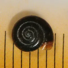 Black Gloss Snail thumbnail 3