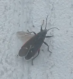 Charcoal Seed Bug thumbnail 4