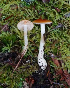 Thaxterogaster causticus thumbnail 3