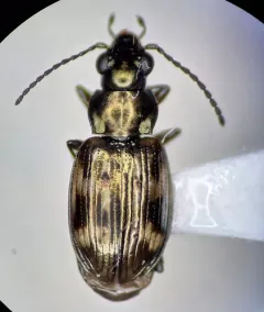 Bembidion nigripes thumbnail 2
