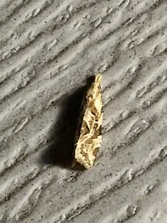 Angular Aethes Moth thumbnail 3