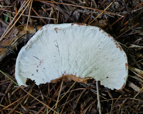 Peckiella camphorati