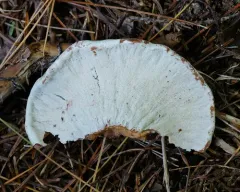 Peckiella camphorati thumbnail 1