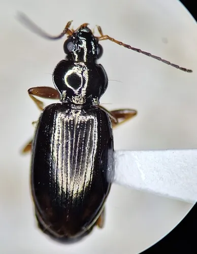 Bembidion platynoides
