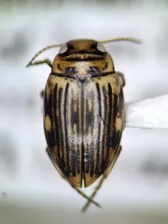 Oreodytes scitulus thumbnail 3