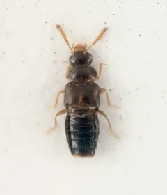 Gyrophaena hubbardi thumbnail 2